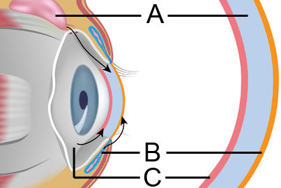 eye-tear-film-layers-2.jpg